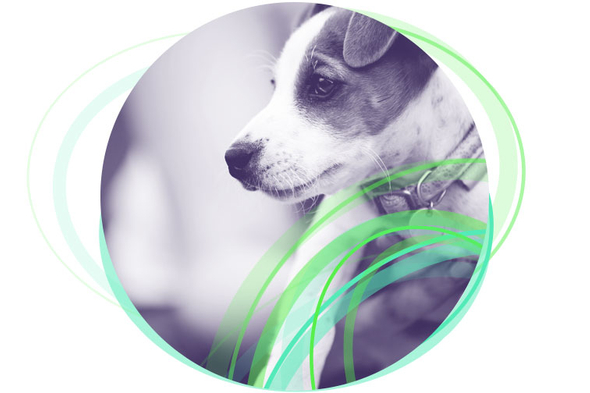 Small dog for RSPCA intranet case study.